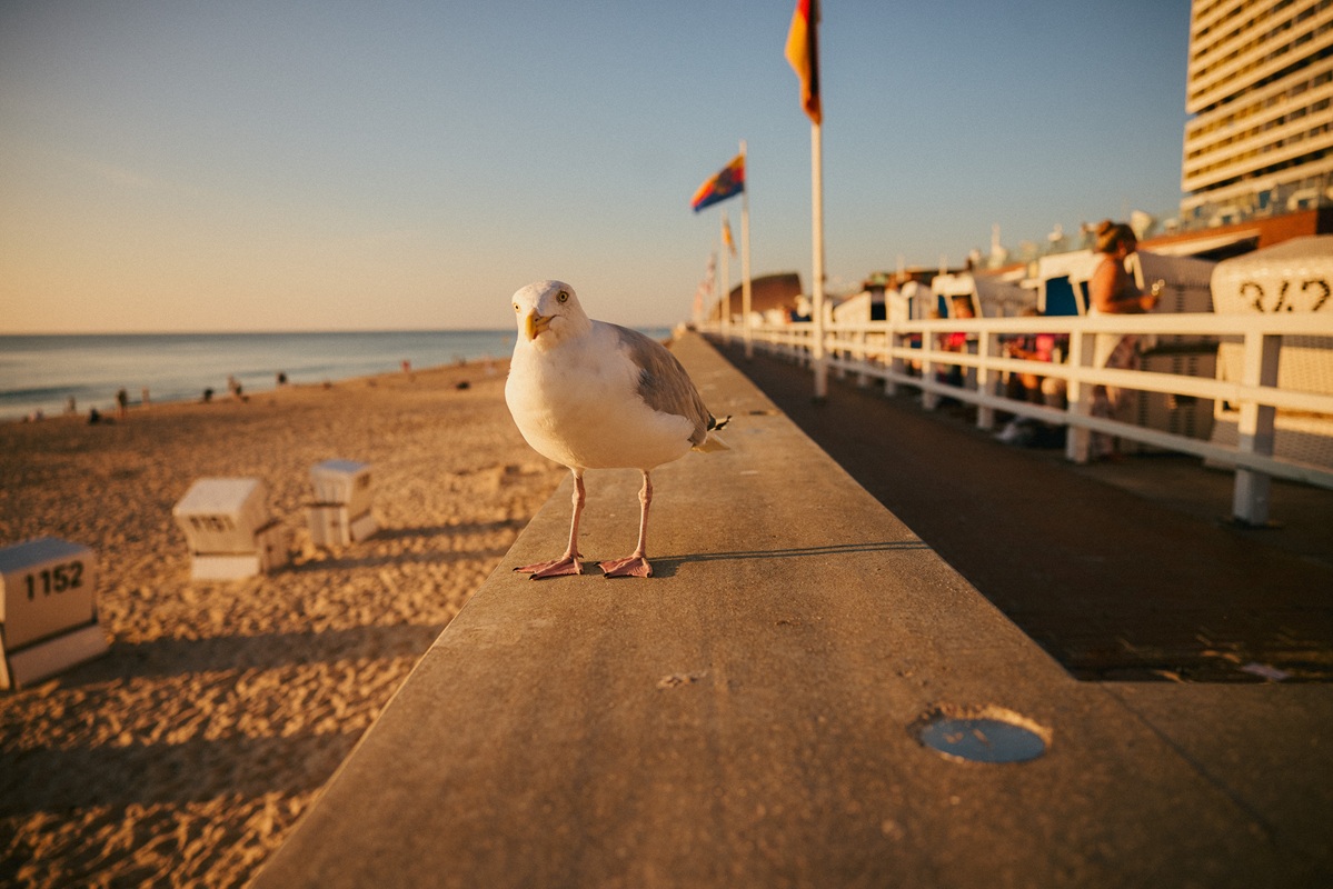 Eine Möwe steht auf der Promenade von Westerland. Im Hintergrund ist der Strand und das Meer zu sehen. Es ist ein sonniger Tag, und die Strandkörbe sind am Horizont erkennbar.