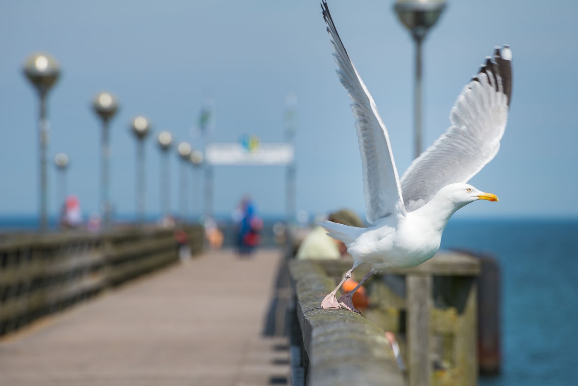 Möwe auf der Seebrücke Graal-Müritz