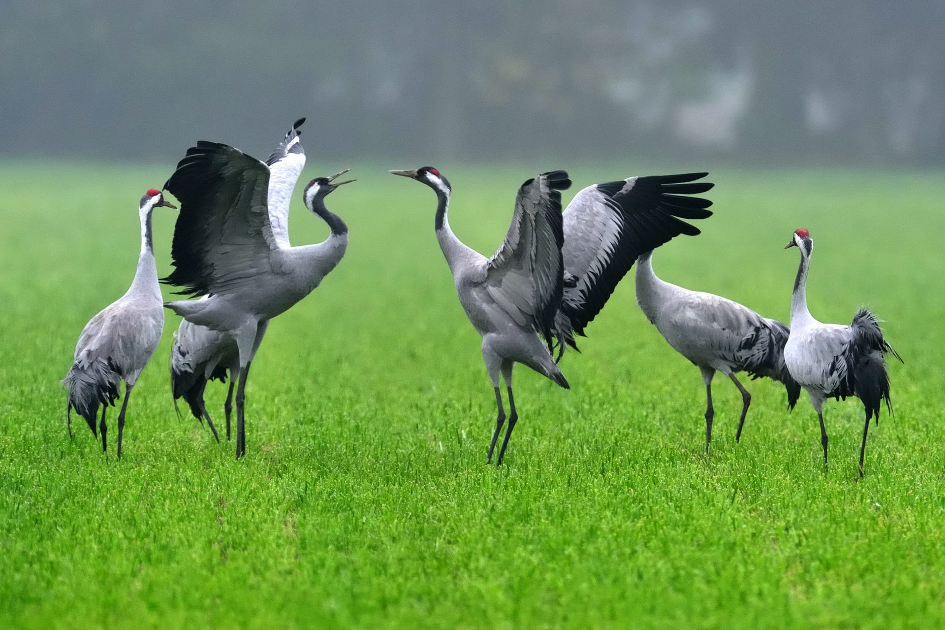 Kraniche (Grus grus) beim Tanz auf einem Feld.