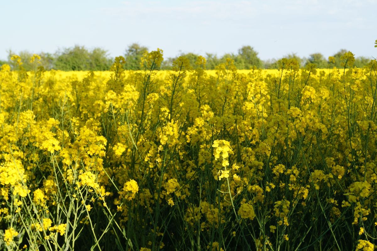 DSC06334_compressed_c_www