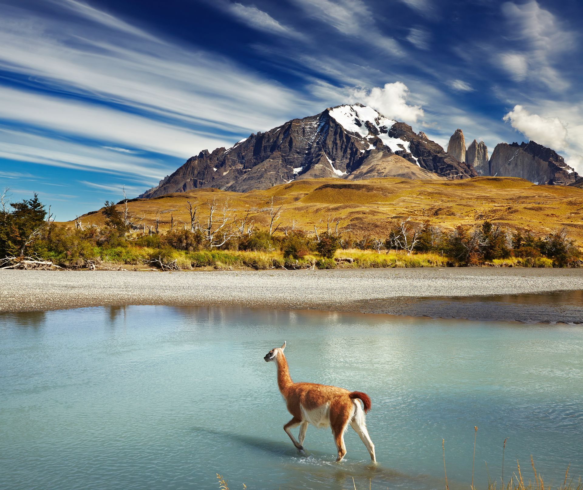 Guanaco crossing the river in Torres del Paine National Park, Patagonia, Chile