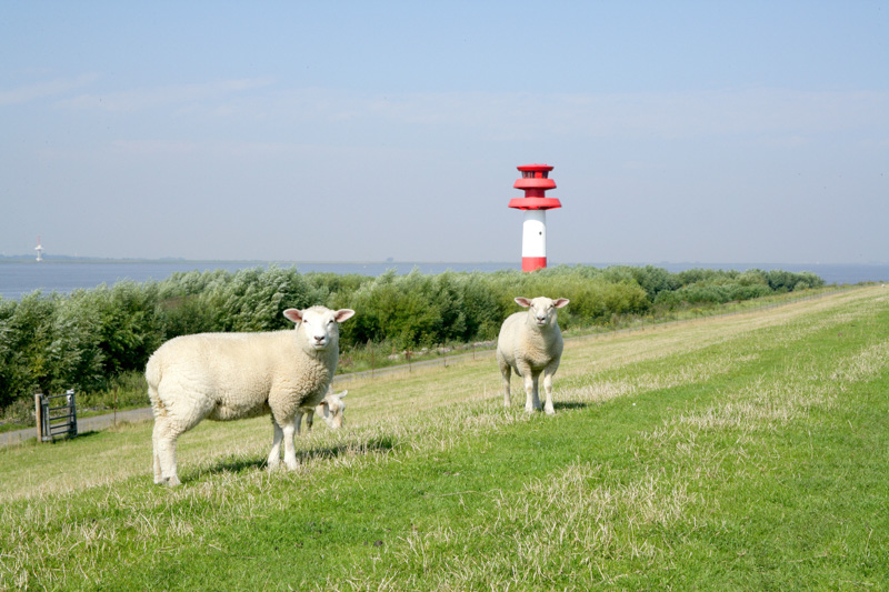deich-mit-schafen-und-leuchtturm_holstein-tourismus_photocompany